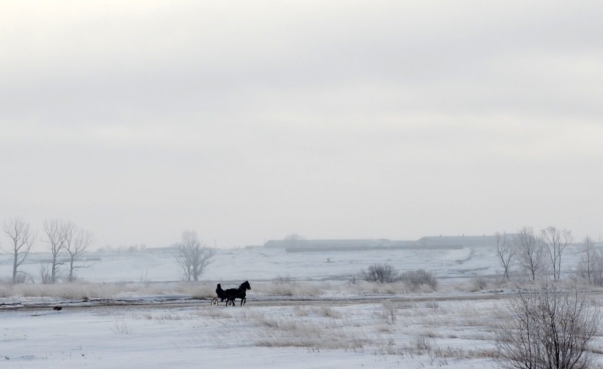 Наездник на коляске. Видимо недалеко находится ипподром. 
