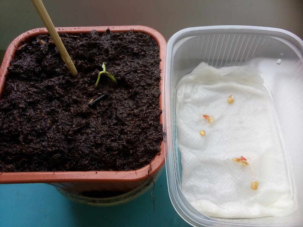 Фото от 7 сентября. 