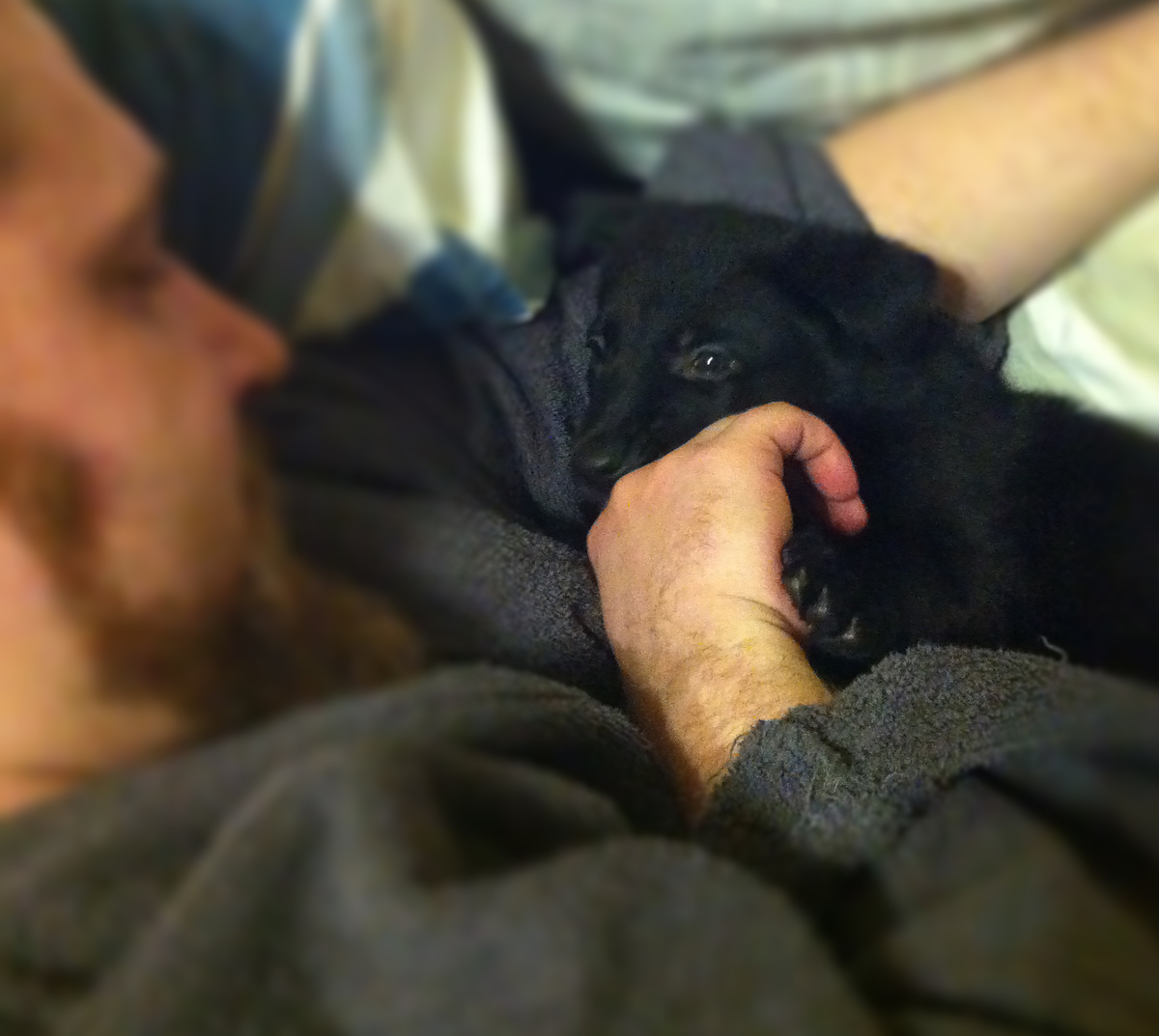 Багира во младенчестве, шесть лет назад © Дом Саарлоса