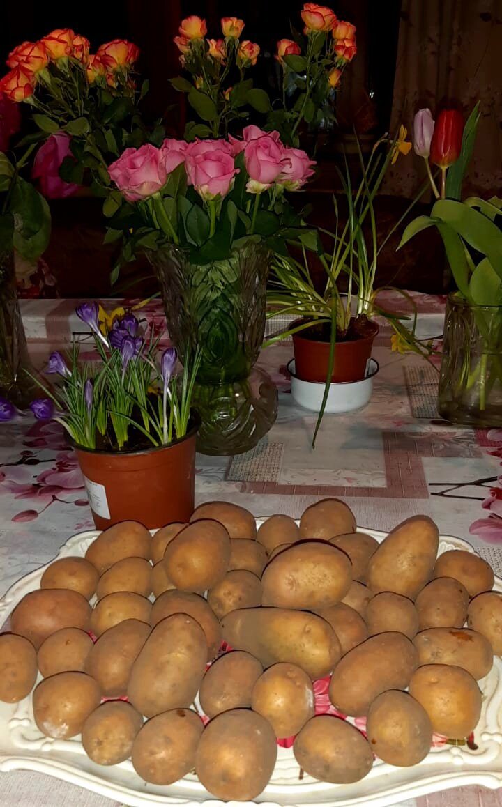 Суперэлита из семян сорта "Удача". Фото автора. 