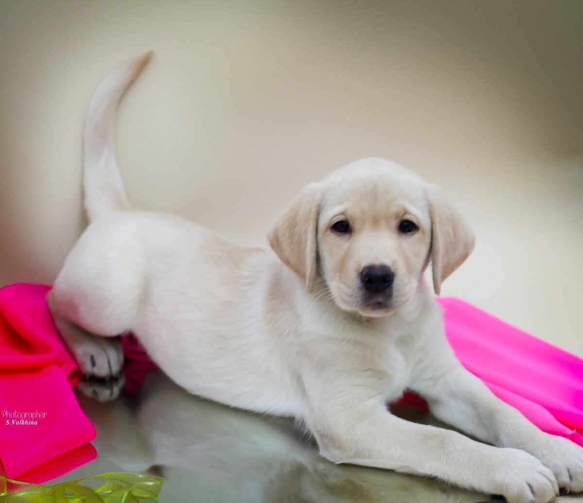 Моя фоторабота щенка Лабрадора