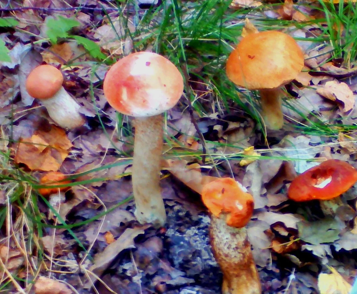 Фото из семейного архива автора