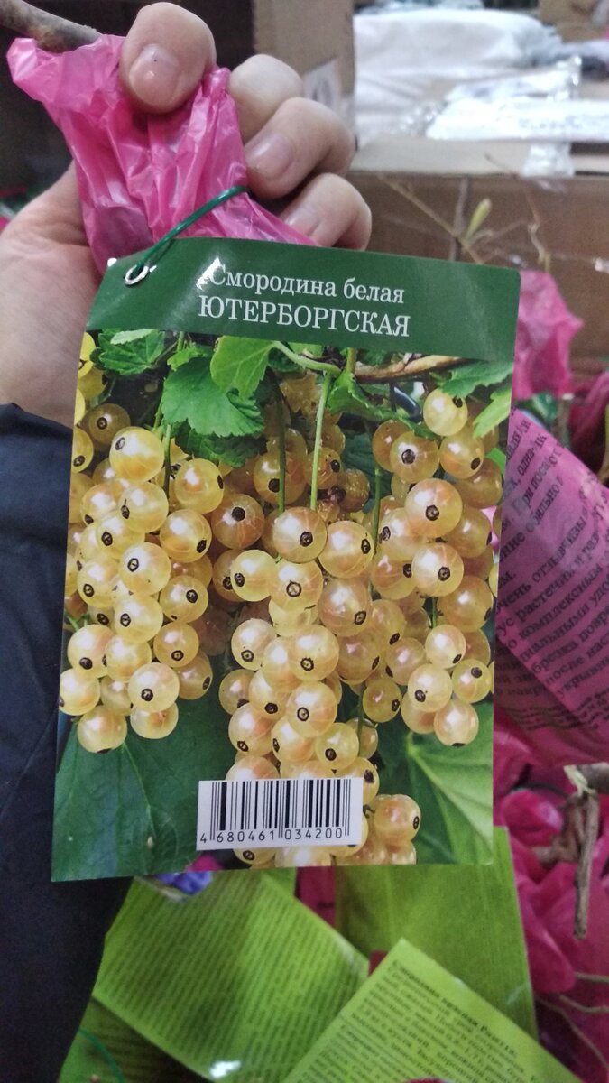 Смородина белая Ютерборгская