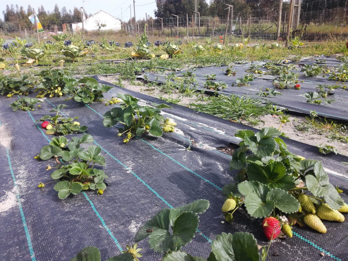 Клубника вот-вот «побежит»