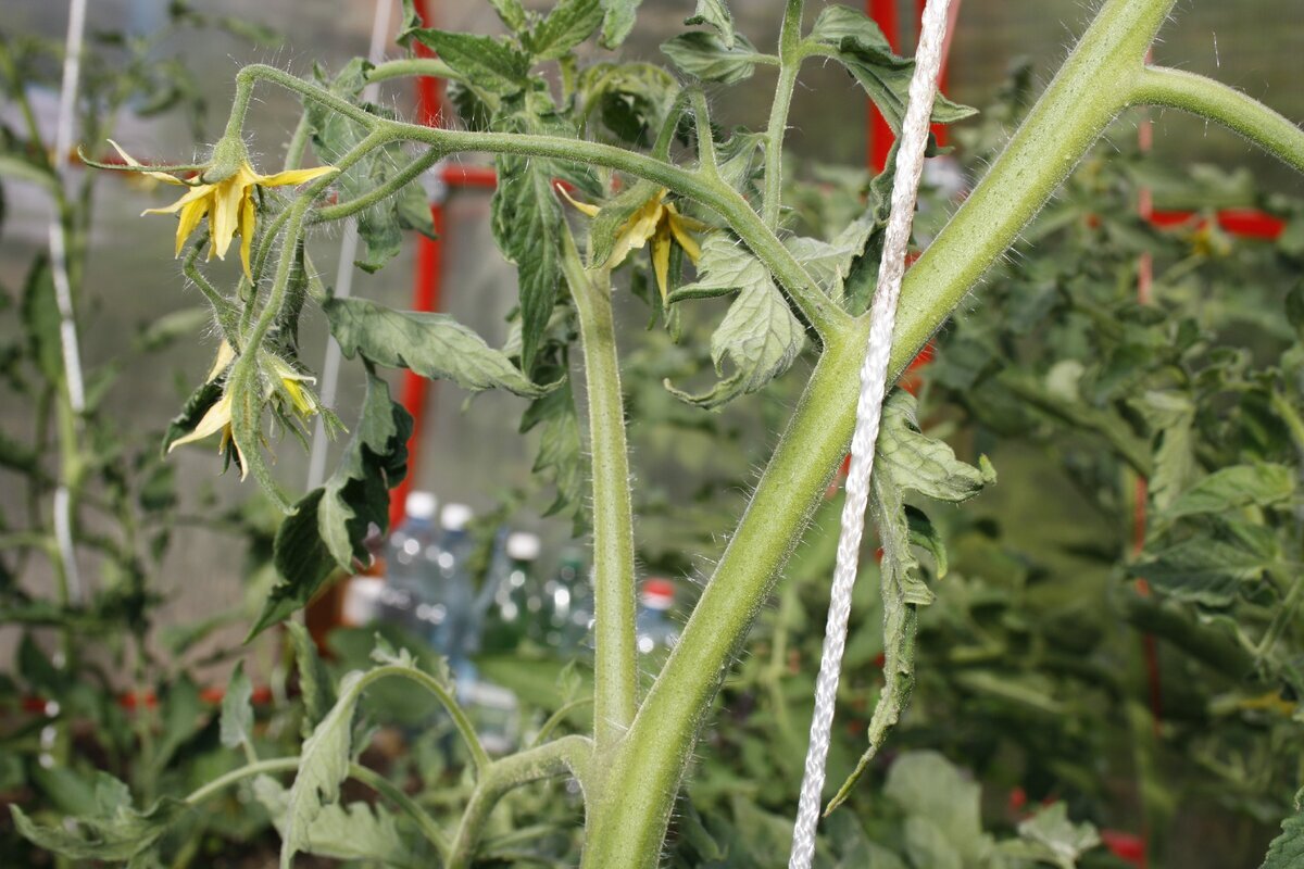 Como hacer tomate para tostadas