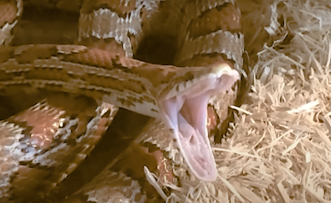 Вот это ротик