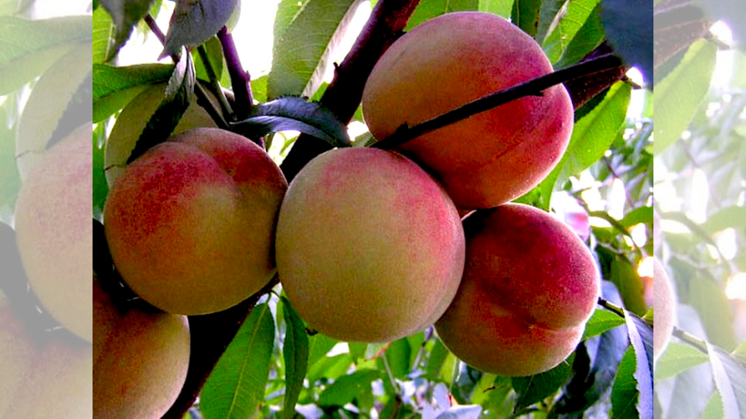 Персик Гринсборо