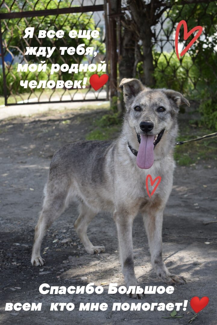  Мы - зоозащитники города Ульяновска.  Это группа небезразличных людей, которые объединились с целью помочь бездомным собакам.  Наше сообщество начало свое существование в 2012 году.
