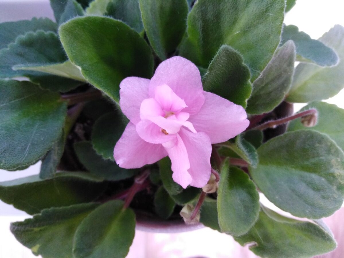 Фиалка розовая