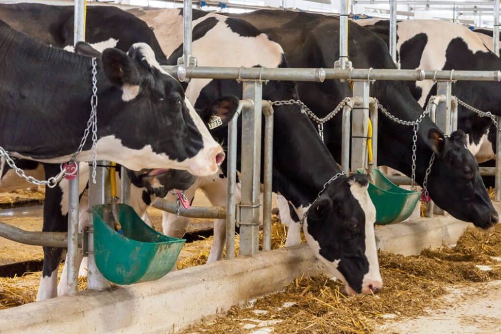 Содержания крупного рогатого скота. Cattle Shed