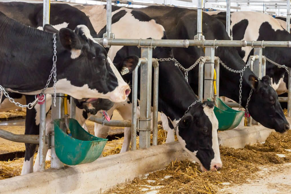 Содержание крупнорогатого скота. Cattle Shed.