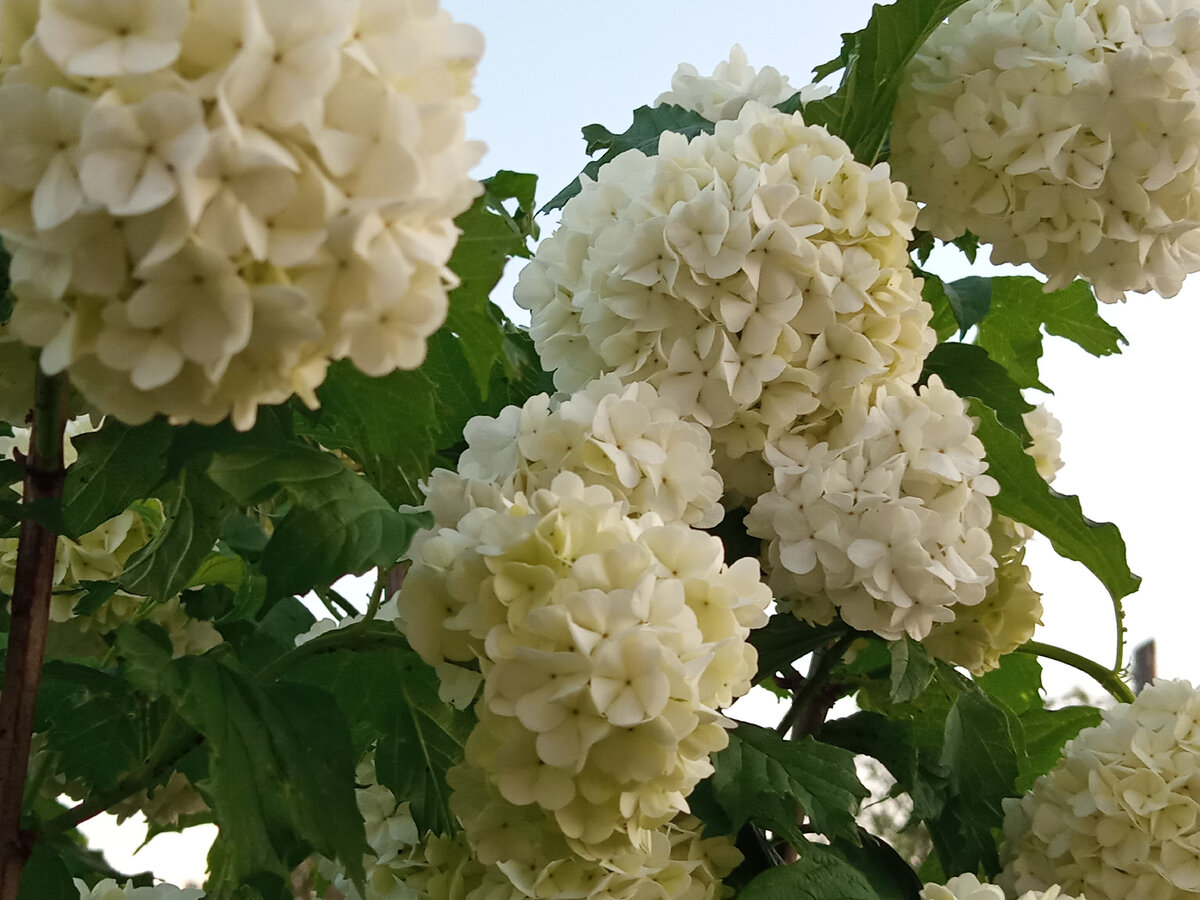 Калина прекрасная или бульденёж. Этот прекрасный кустарник у меня уже лет шесть и я им восхищаюсь каждый год.  Мне кажется этот бульденёж из года в год становится всё красивей и красивей и я в нём ни когда не разочаруюсь. Во первых кустарник хорошо переносит наши морозы без укрытий,  его мы по осени обрезали под деревце- но в этом году влаги много и у него соцветия огромные, белые, прелесть. 