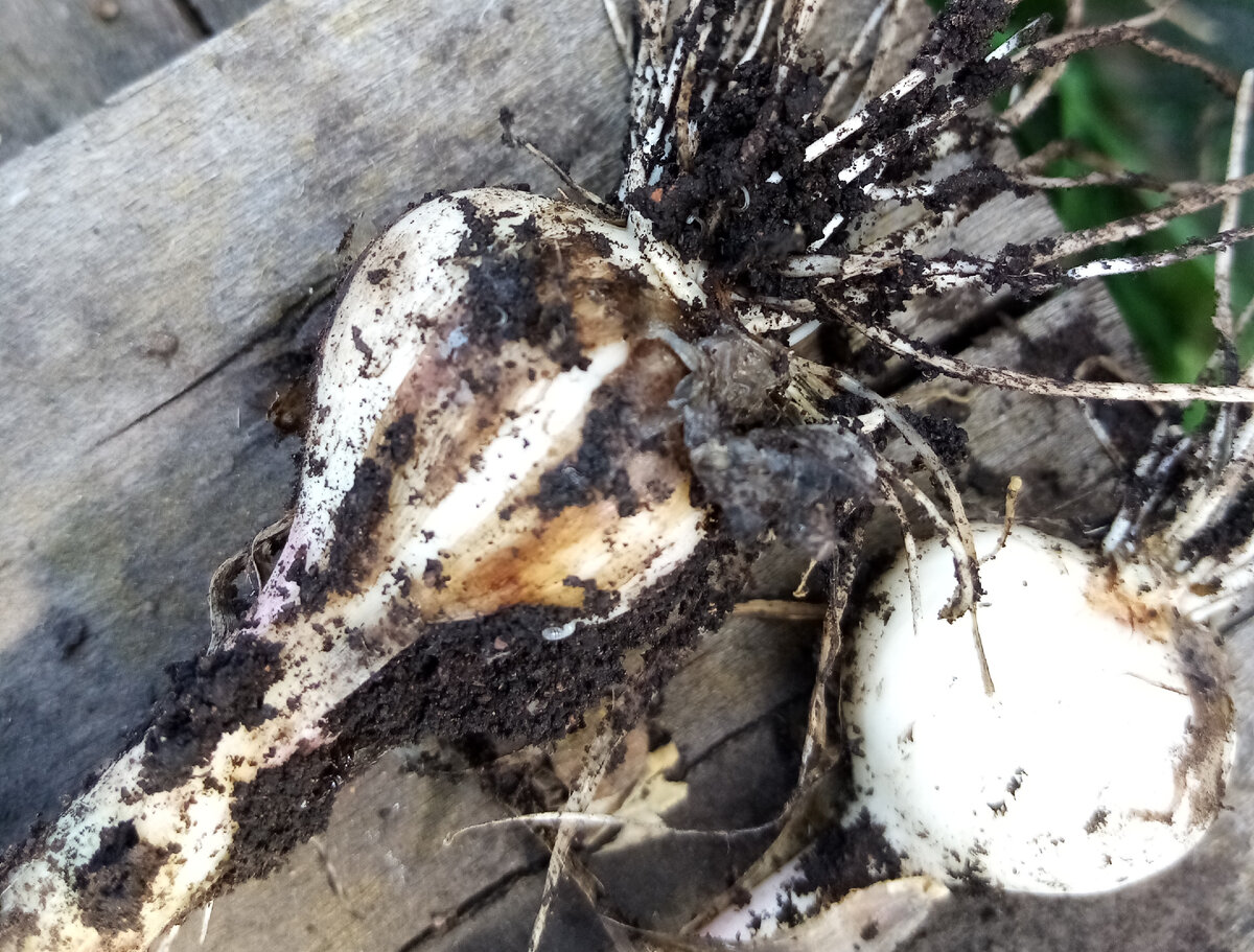 Vegetable: Garlic Bloat Nematode Center for Agriculture, Food, and the Environme