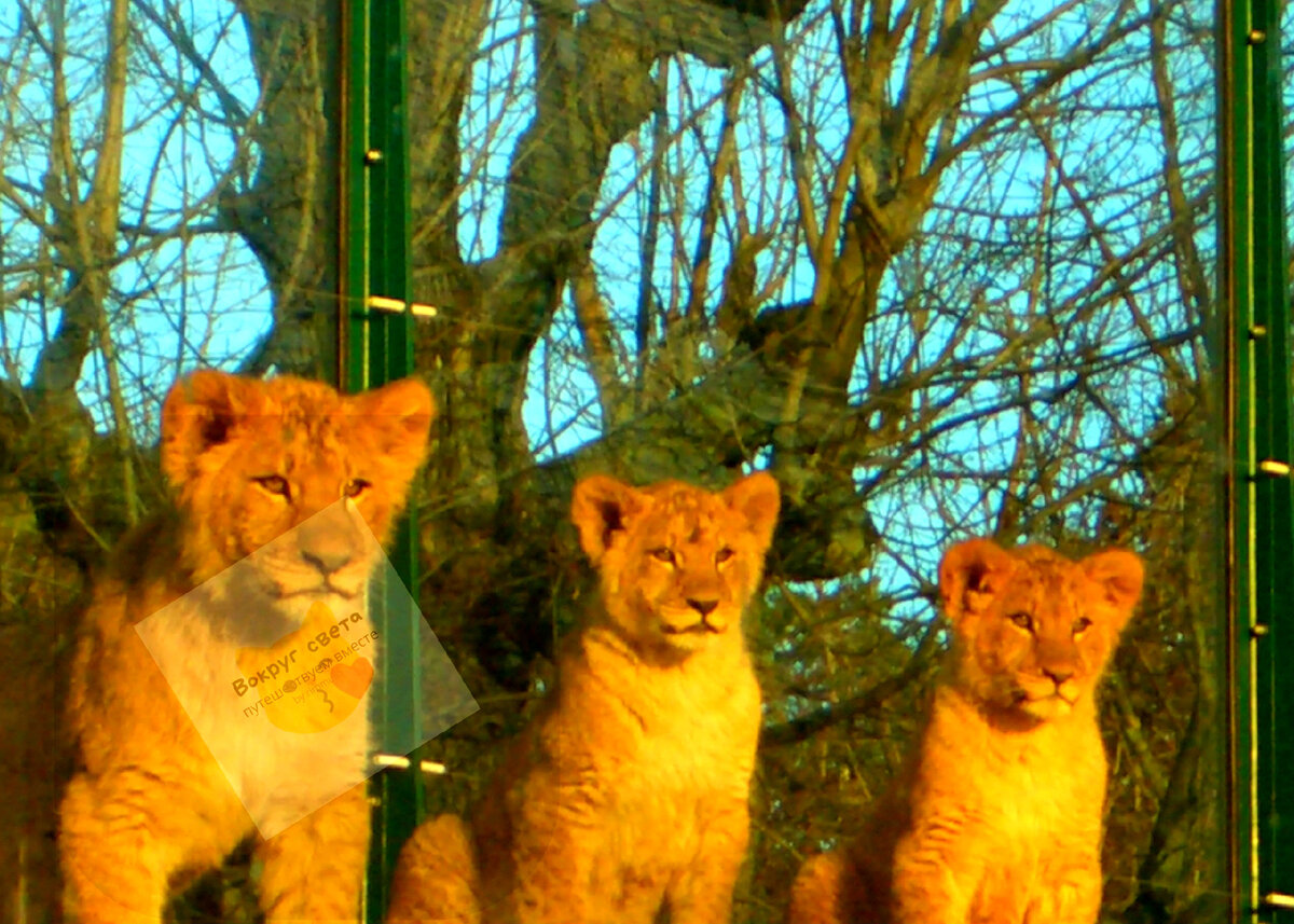 Вена. "Звезды" зоопарка Шенбрунн. Мал-мала-меньше