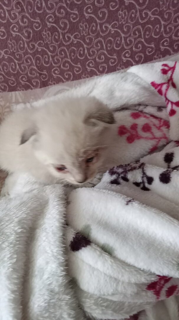 Опустим такие детали, что фото явно сделаны в спешке и абы как.