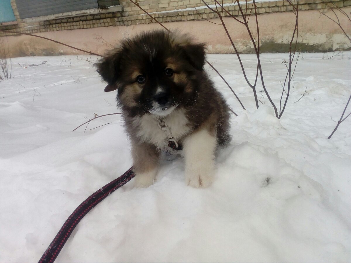 Милейшее существо родилось на улице. Мама кавказец (брак), папа мимо проходил. 