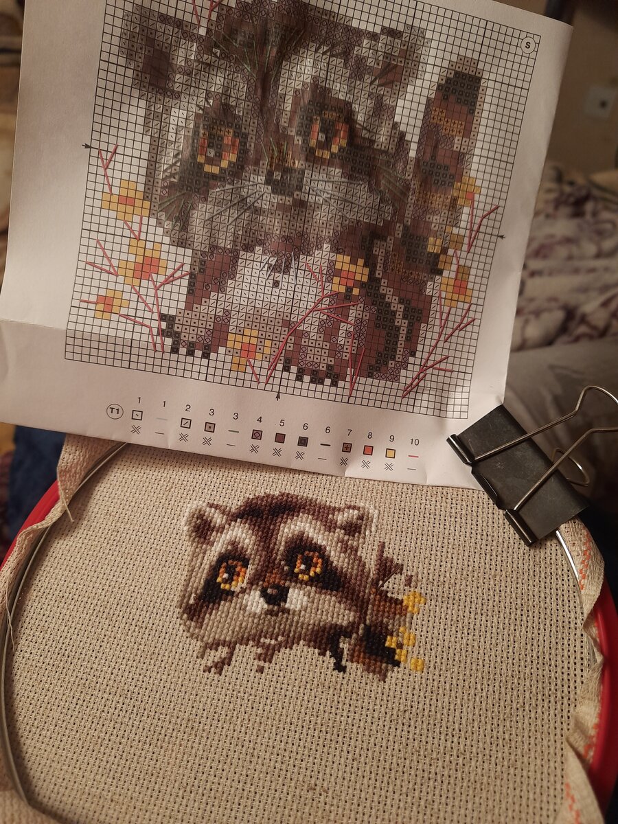 Енот от риолис 