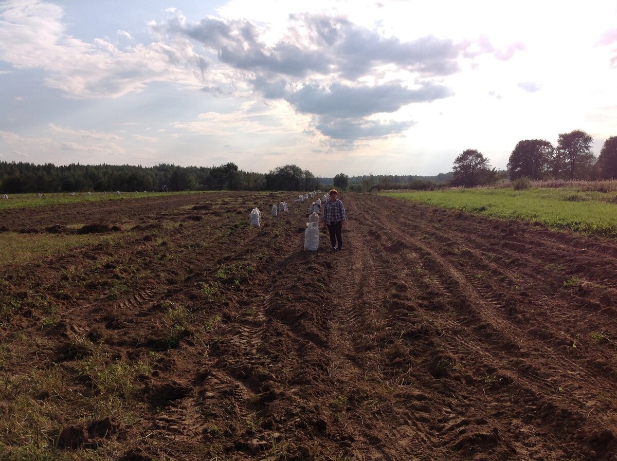 Хозяйка поля и мешки с картошкой - осталось подогнать трактор с телегой, и вывезти 