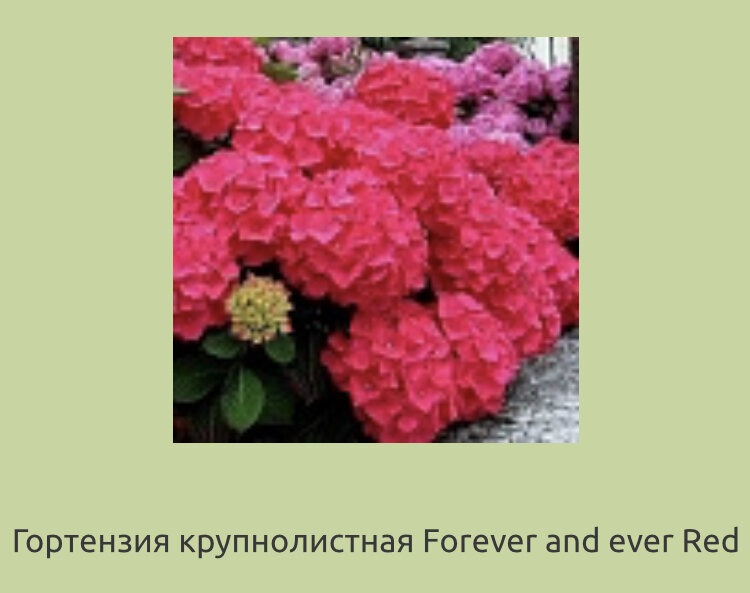Фото моего заказа на сайте Garden Plants