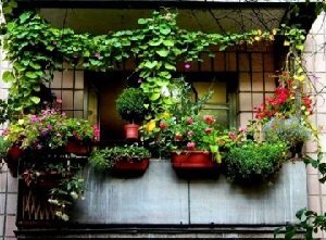 Правильное озеленение балкона своими руками