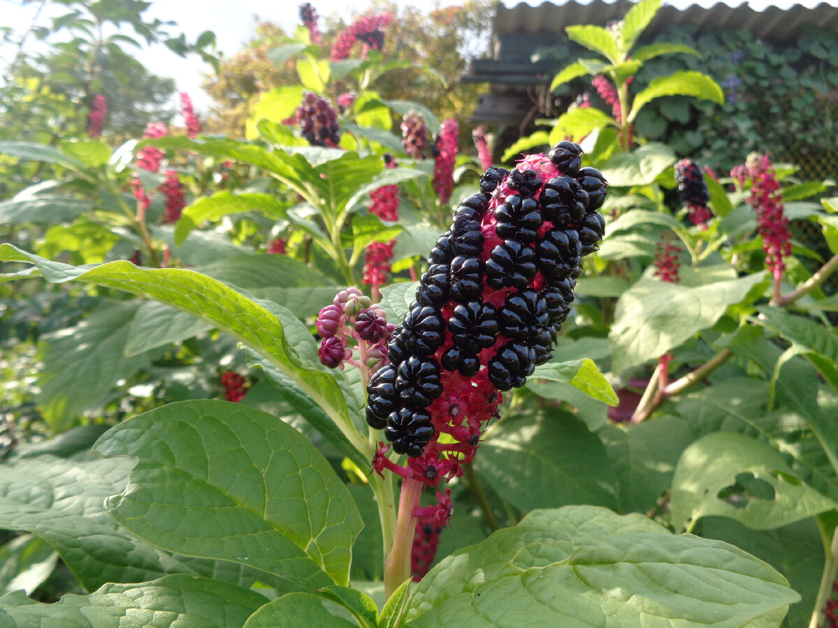 Плоды лаконоса аппетитны на вид.