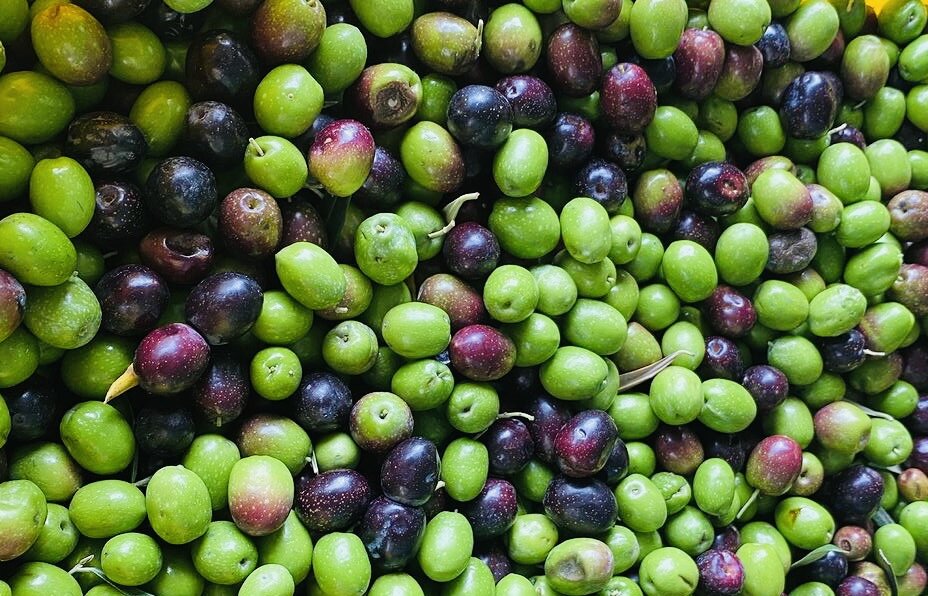 некоторые мои друзья и приятели держат по несколько деревьев и каждый год имеют небольшой запас масла из собственного урожая (фото – Piano Piano)