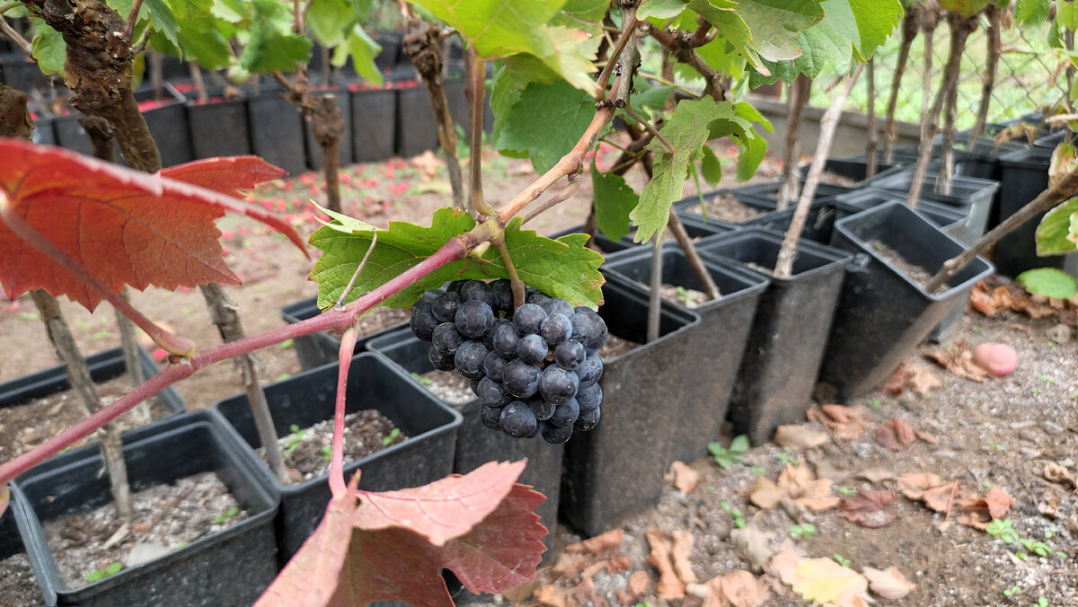 Технический виноград. Виноград Гаме. Гаме сорт винограда.