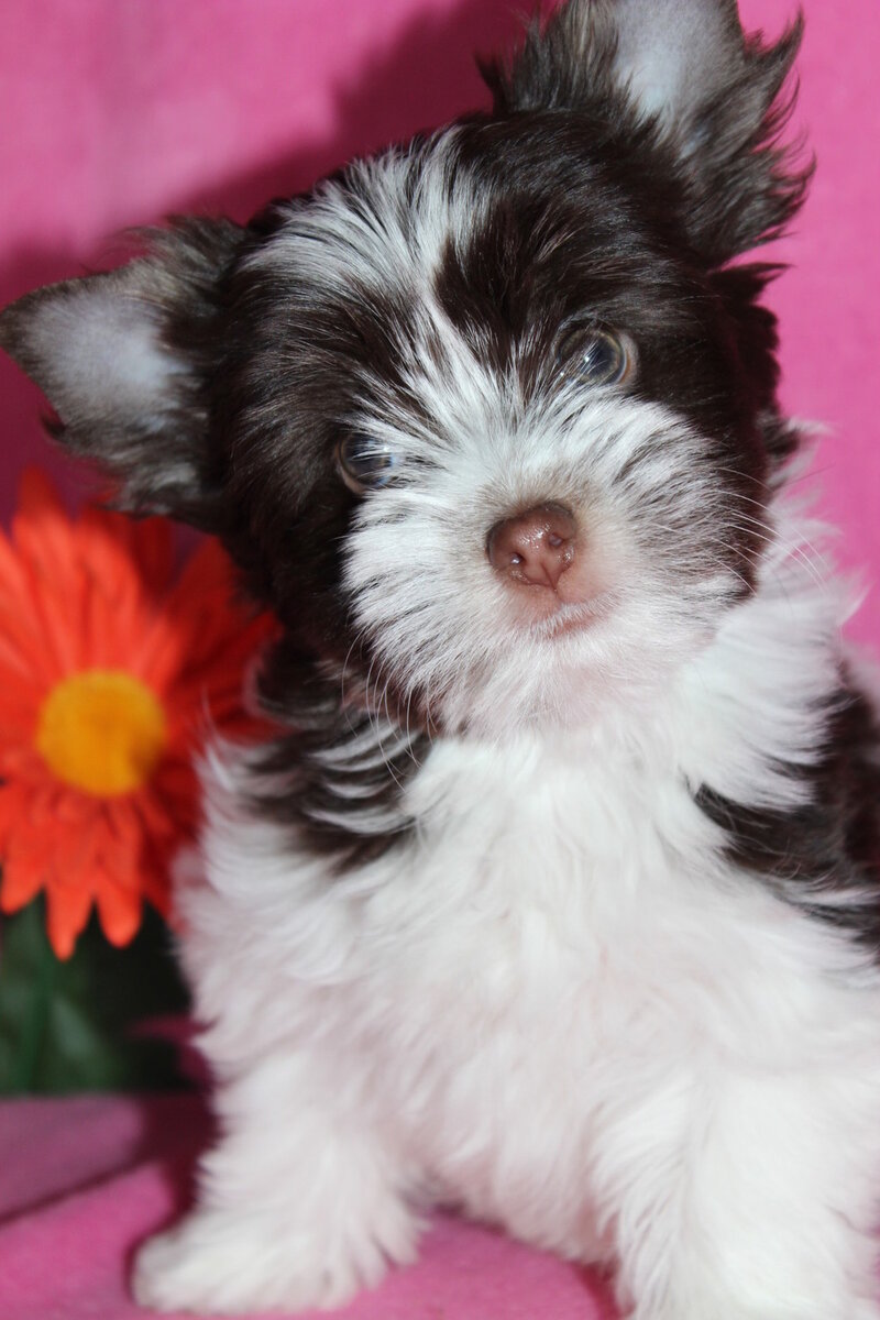 фото из открытого источника 