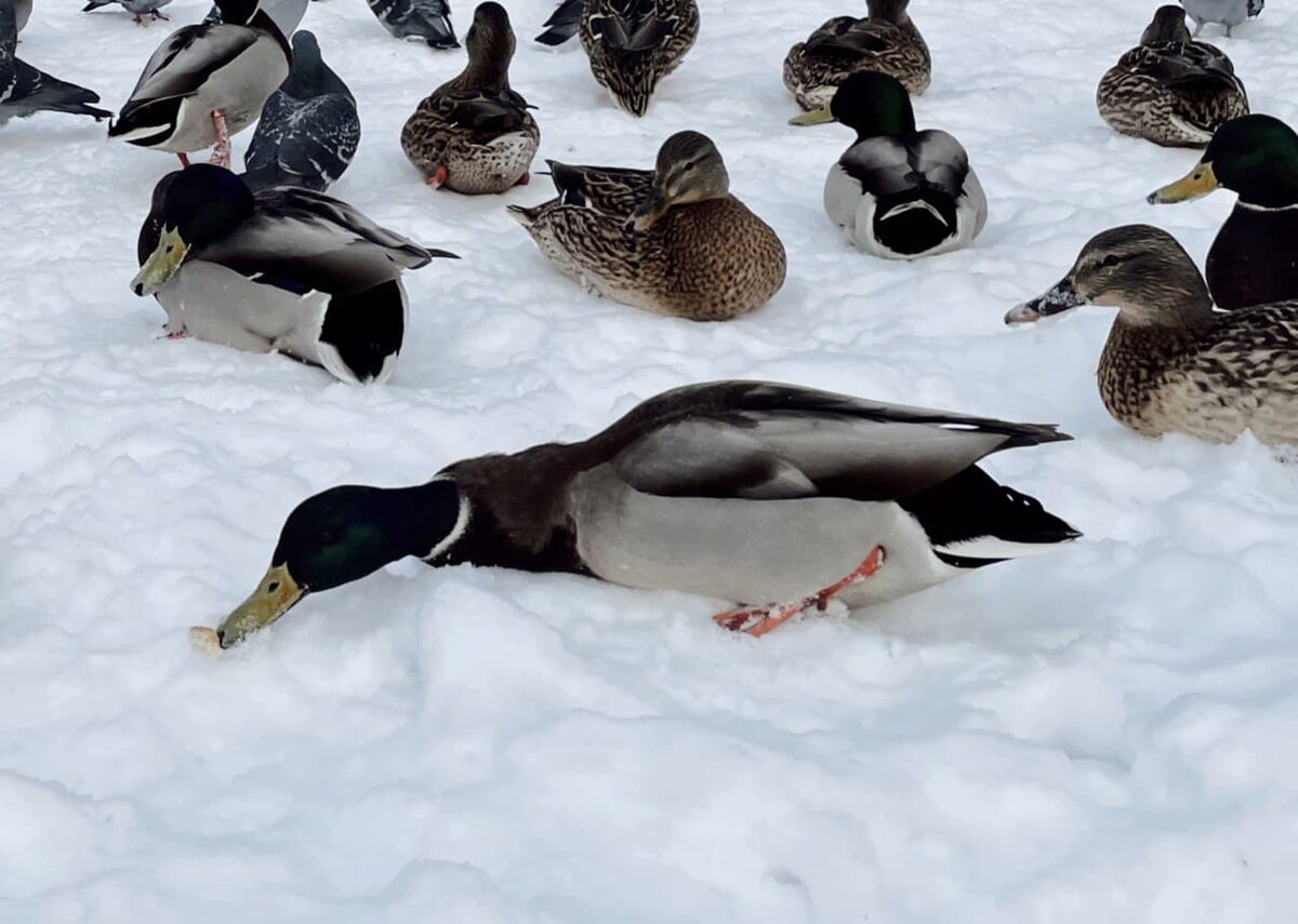 чем кормить диких уток. что можно уткам зимой. корм для уток в парке. утки в парке зимой. подкармливание уток зимой.