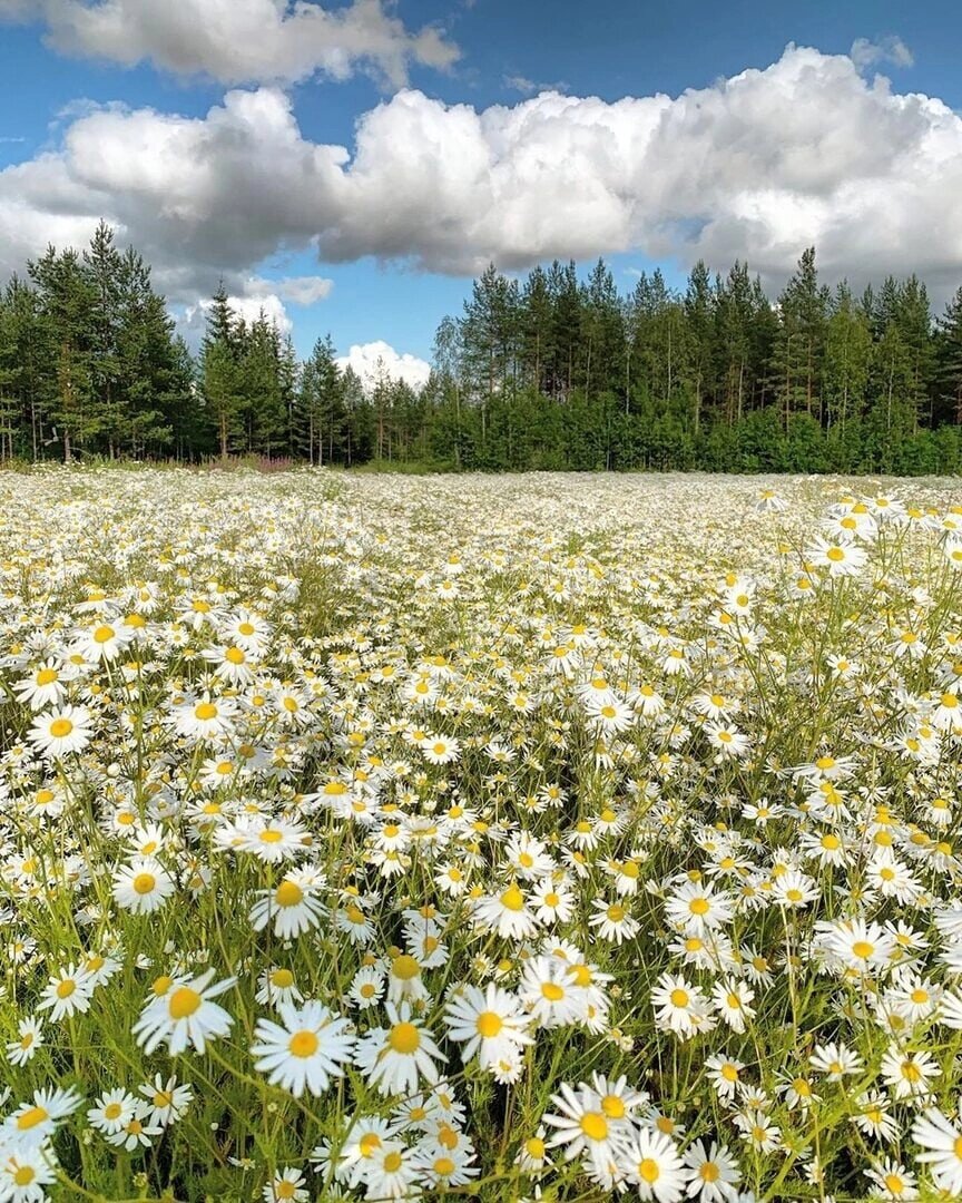 Фото поляны с ромашками