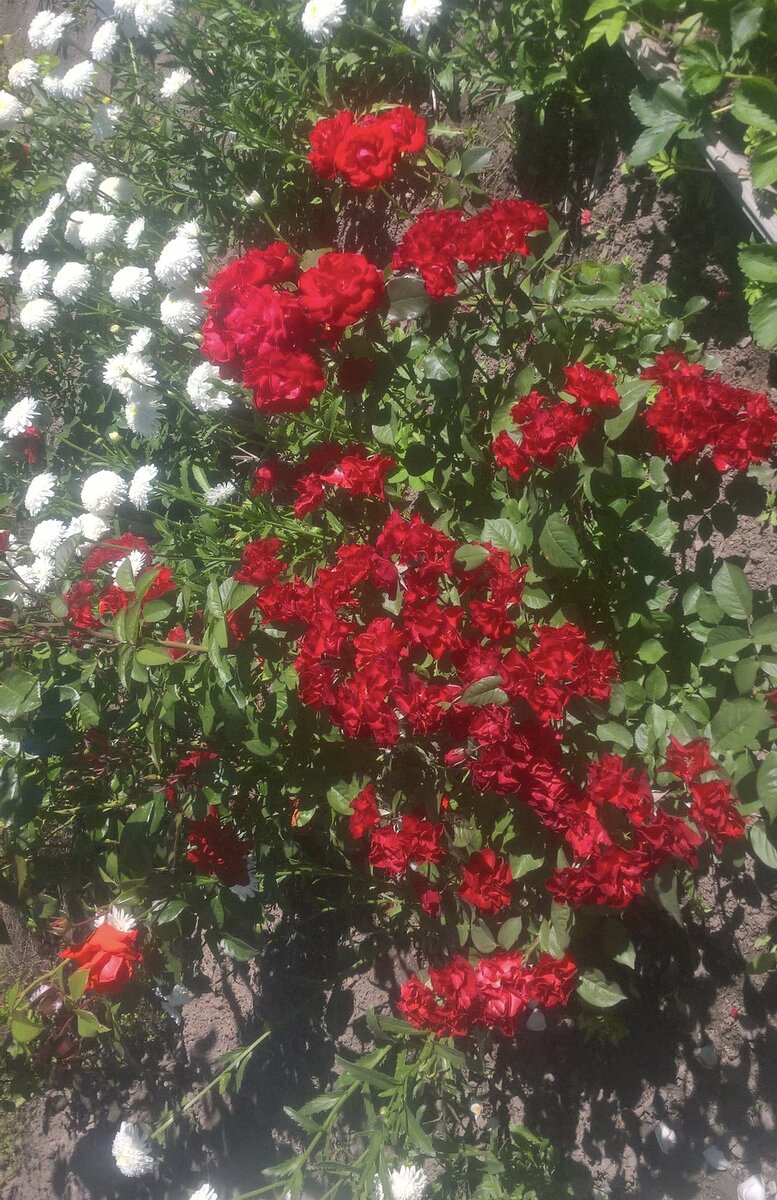 Ля Севильяна это феерическое цветение !