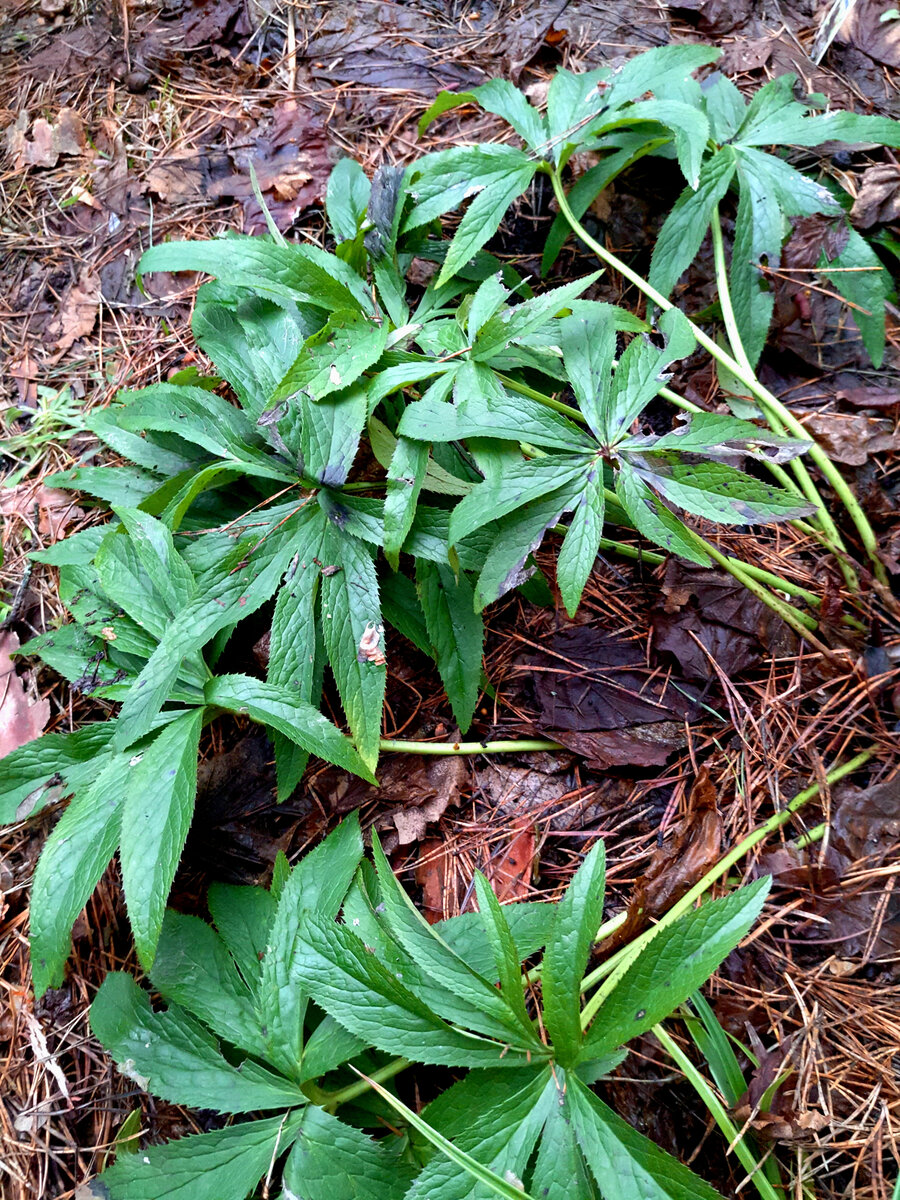 Куст морозника сразу после схода снега. Даже без цветов вполне сойдет за декоративно-лиственное растение