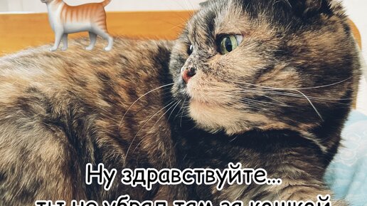 Когда ты кошка, тебя никто ни за что не ругает