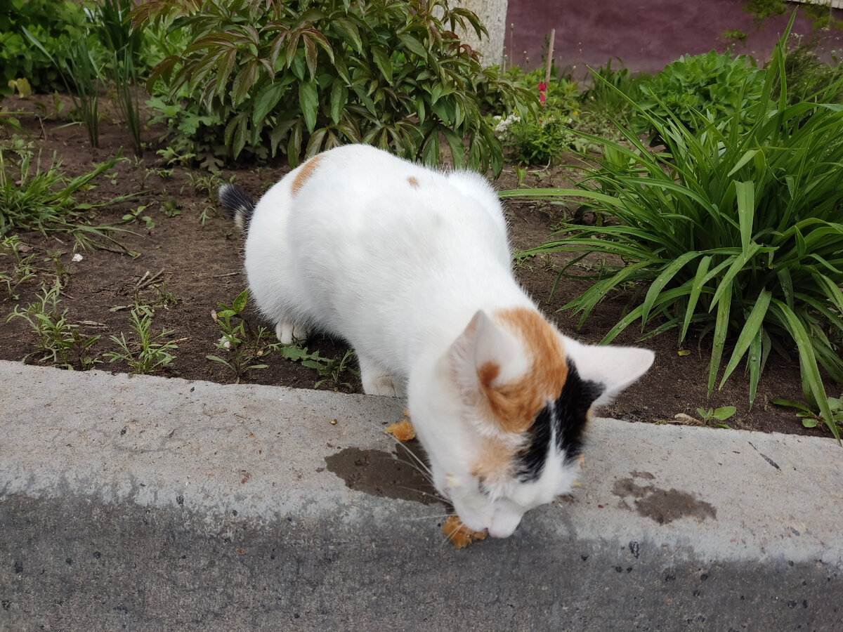 Трёхцветная красотка