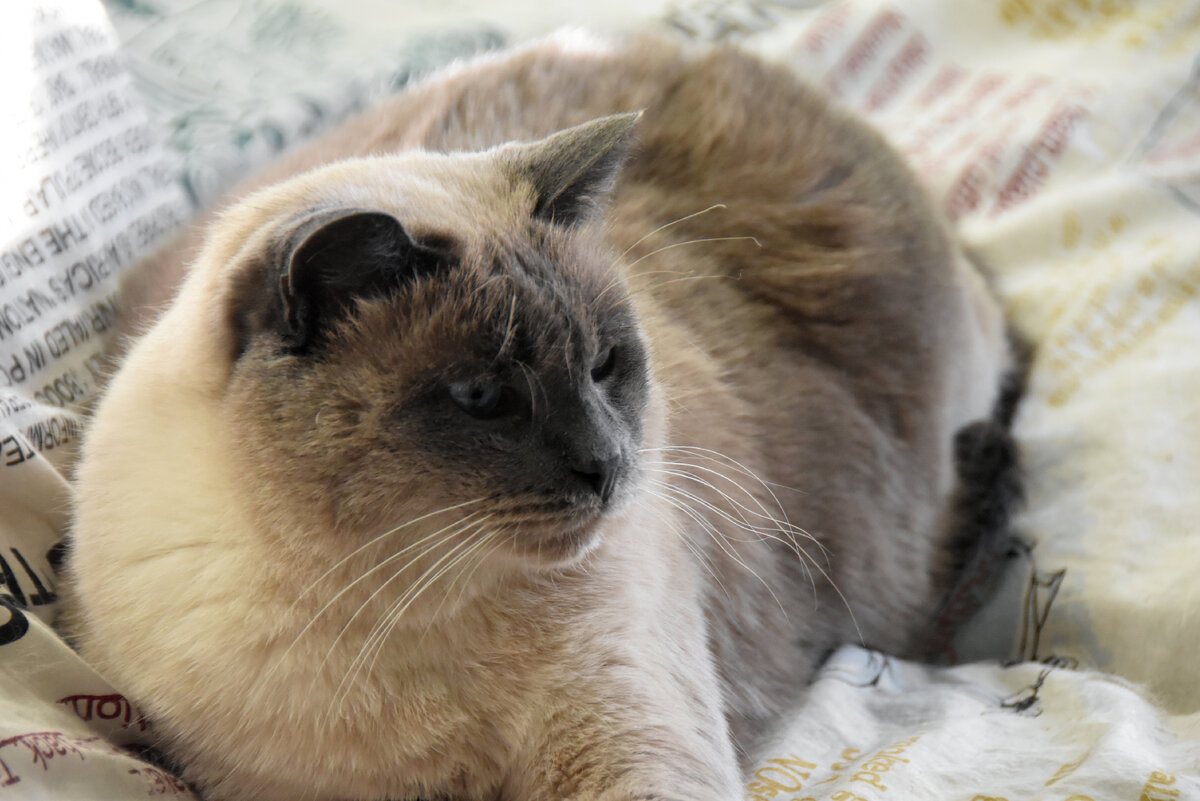 Томас уютный