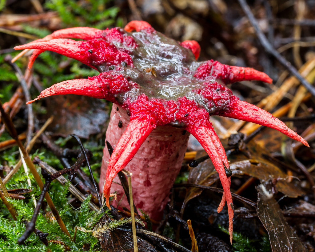 растения жуткая