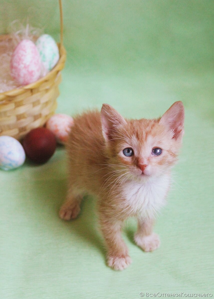 © ВСЕ ОТТЕНКИ КОШАЧЬЕГО. Котёнок мальчик, рыжий. Ищет себе дом и своего человека! 