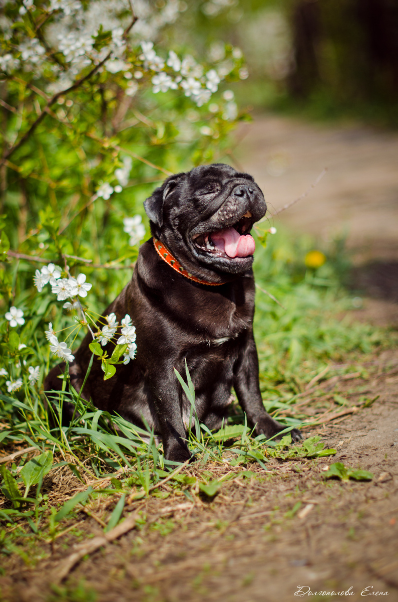 Любимая собака моей мамы