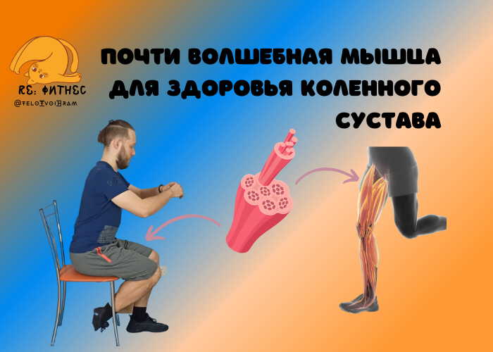 Мышца для здоровья коленного сустава