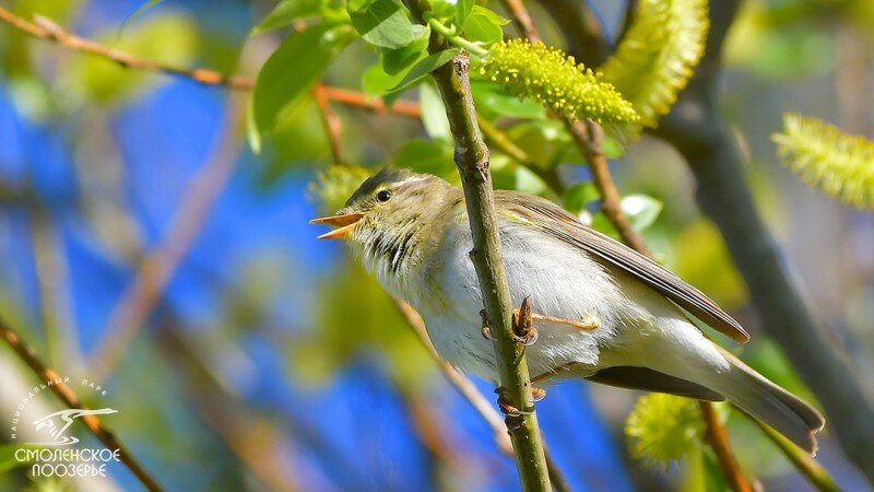 Источник фото: http://www.poozerie.ru/