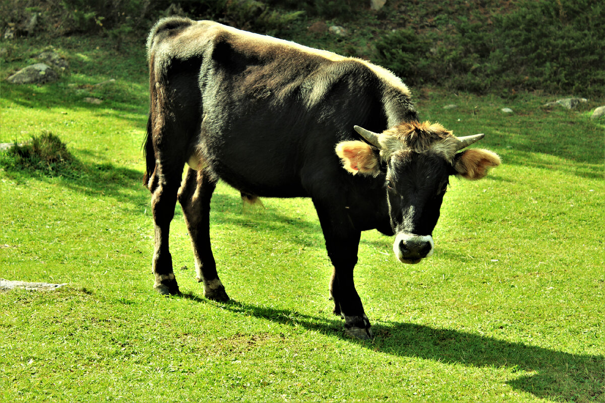 Прелесть какая :) Смотрите на его ушки :)))