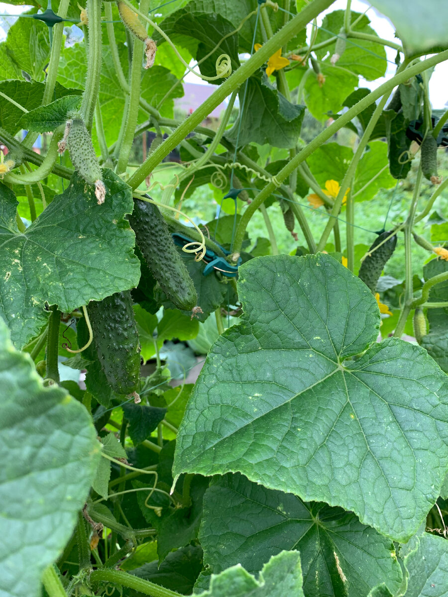 Огурцы Герман и Шоша