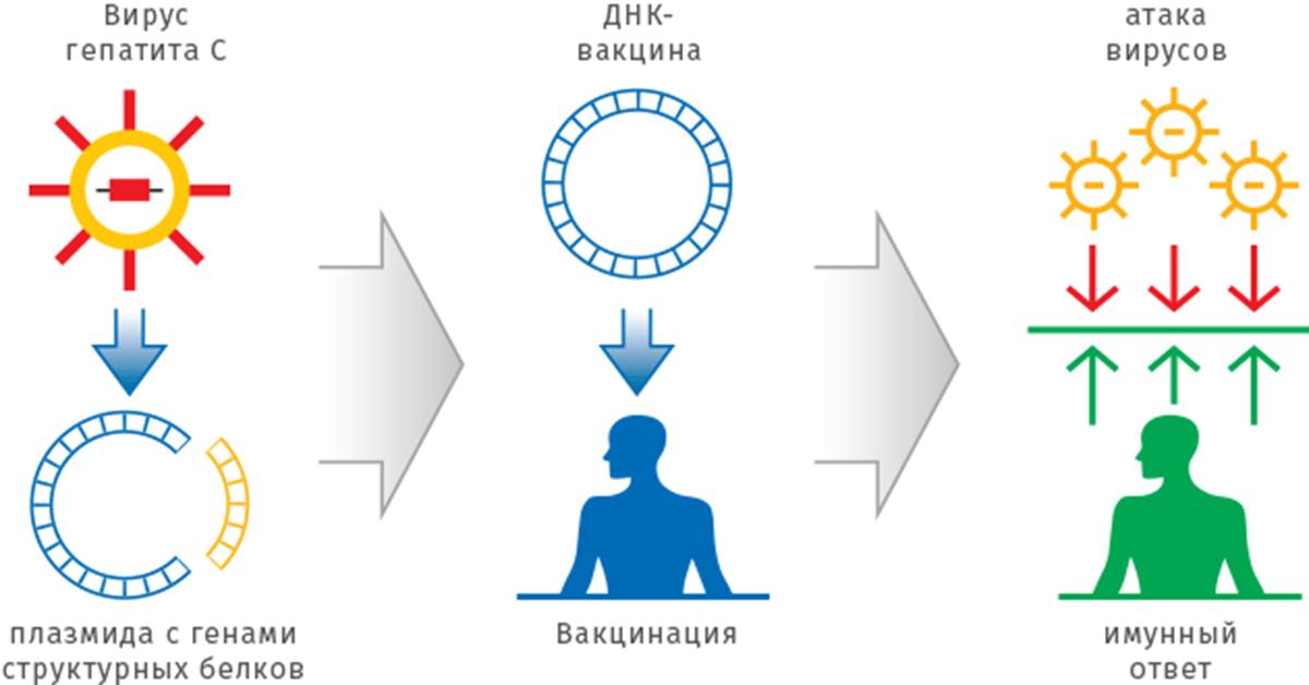 Получение генно инженерных вакцин схема