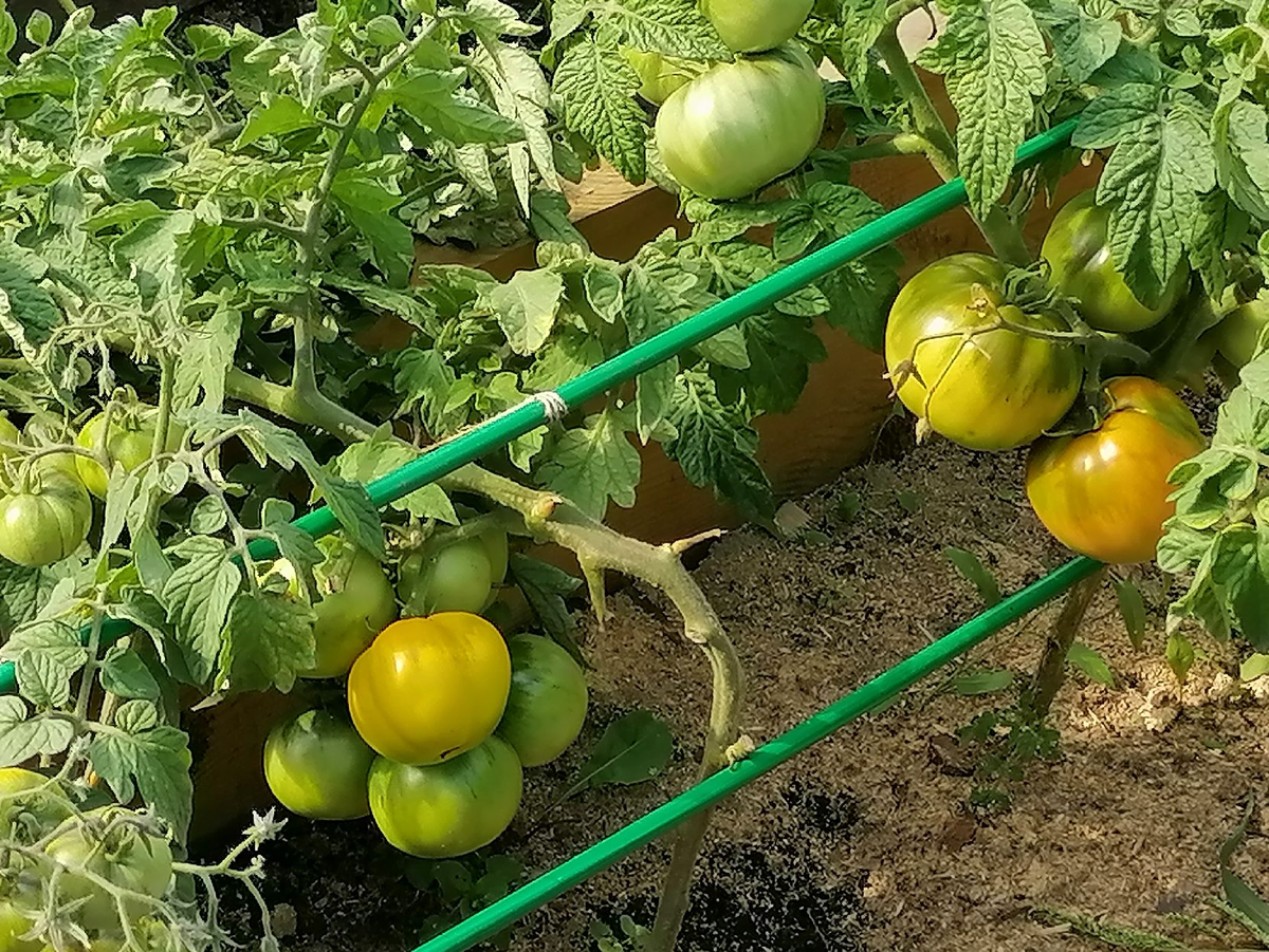 Томат золотая клуша фото. Томат Золотая клуша. Куст помидора. Помидор или помидоров. Куст помидора фото.