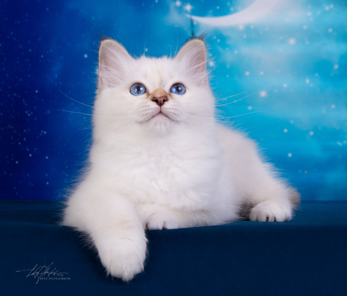 Аврора в окрасе chocolate-tortie tabby