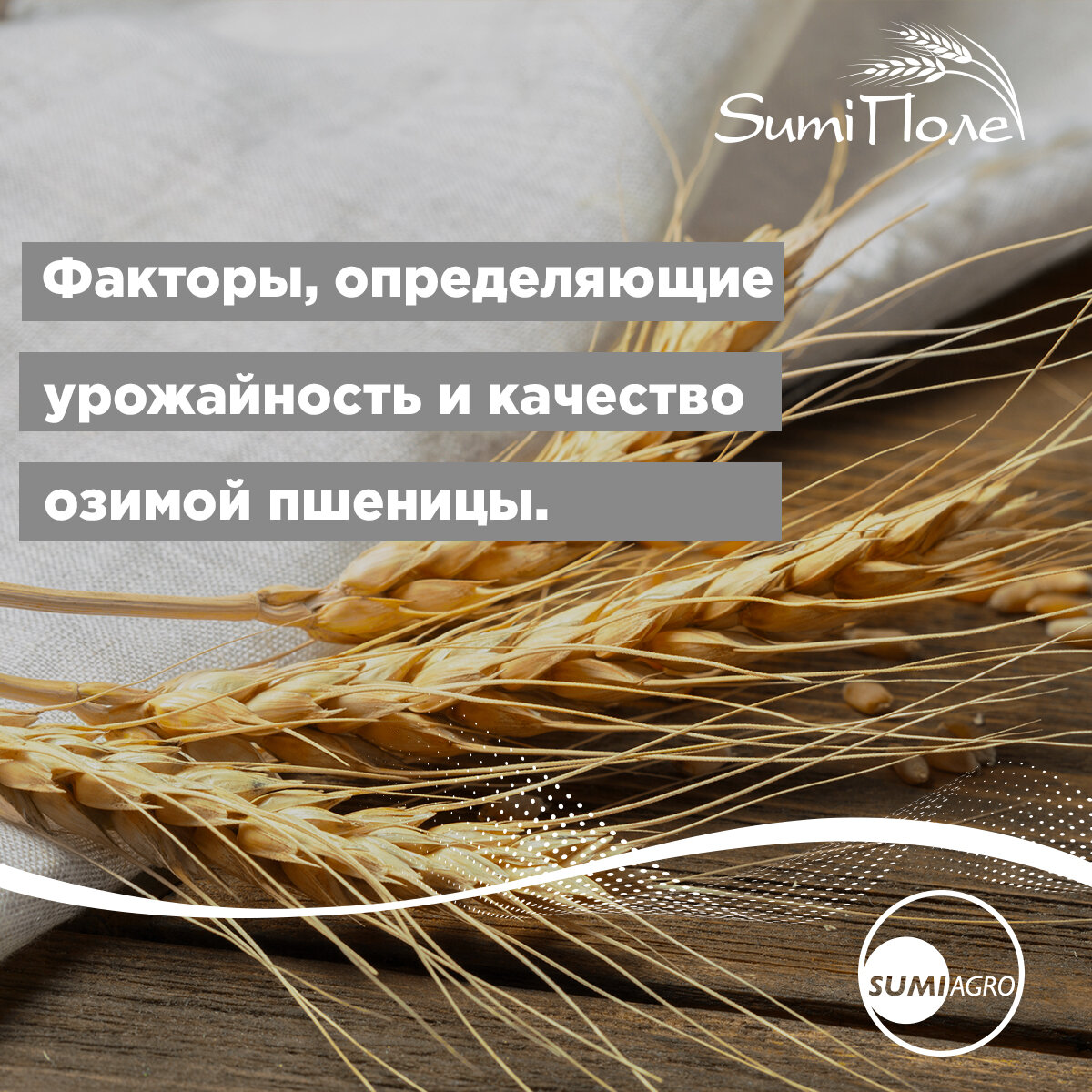 урожайность бобовых культур таблица. урожайность сортов пшеницы по регионам. урожайность озимой пшеницы с 1 га. определить урожайность пшеницы. определить урожайность пшеницы.