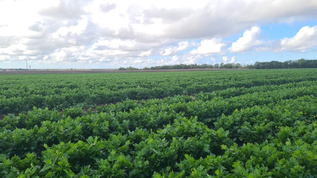 Поля сельдерея в Крыму