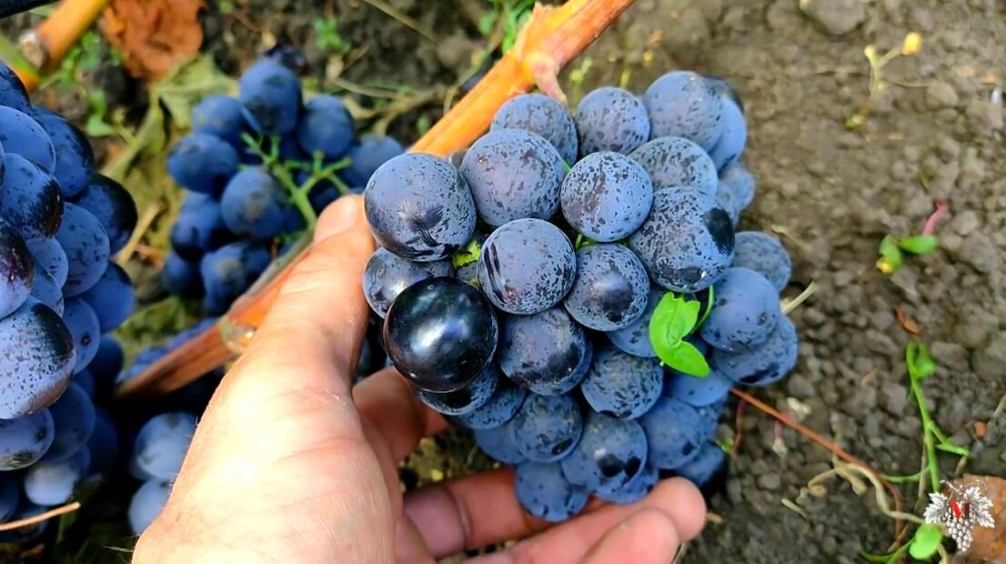 сорт винограда шарада