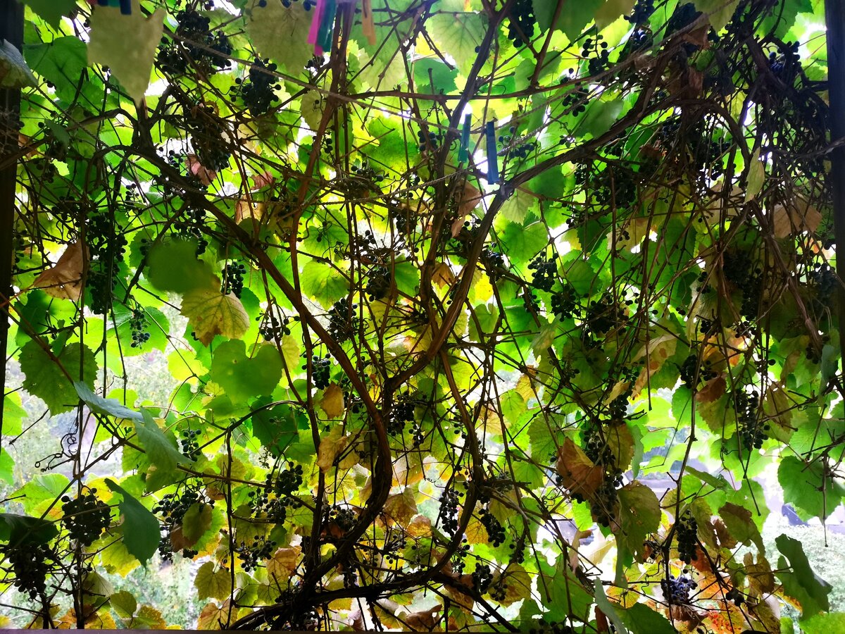 Когда утром луч света пробивается сквозь виноградную листву, кажется, что море совсем рядом. У нас - Подмосковье.