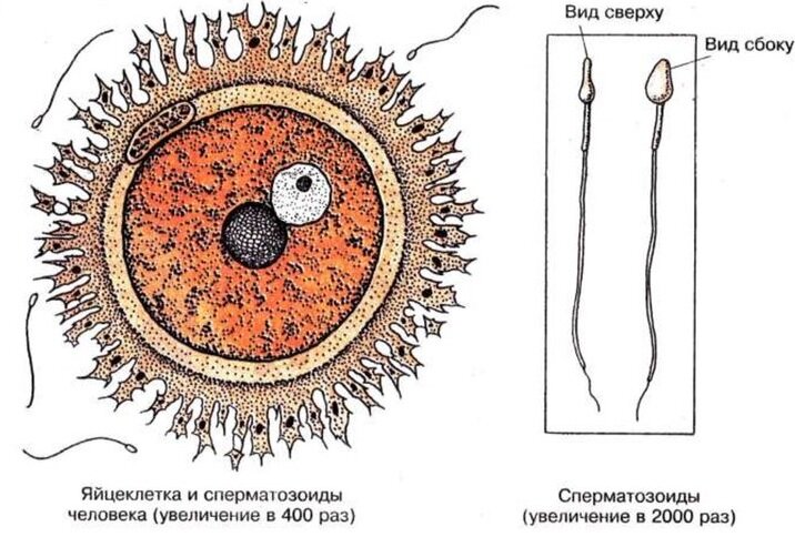 Рисунок половых клеток